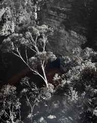 DR KC BROWN AUSTRALIAN LARGE PHOTOGRAPH B&W «GHOST GUM BELOW THE CLIFFS» 1980