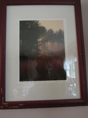 VTG. NICK ZUNGOLI 18 x 13 PHOTOGRAPH OF HARRIMAN PARK, NY – FOREST LIGHT # 2