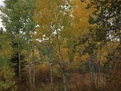 10×8 » Lustre Print Original Photo Photography Art Autumn Fall Trees Nature
