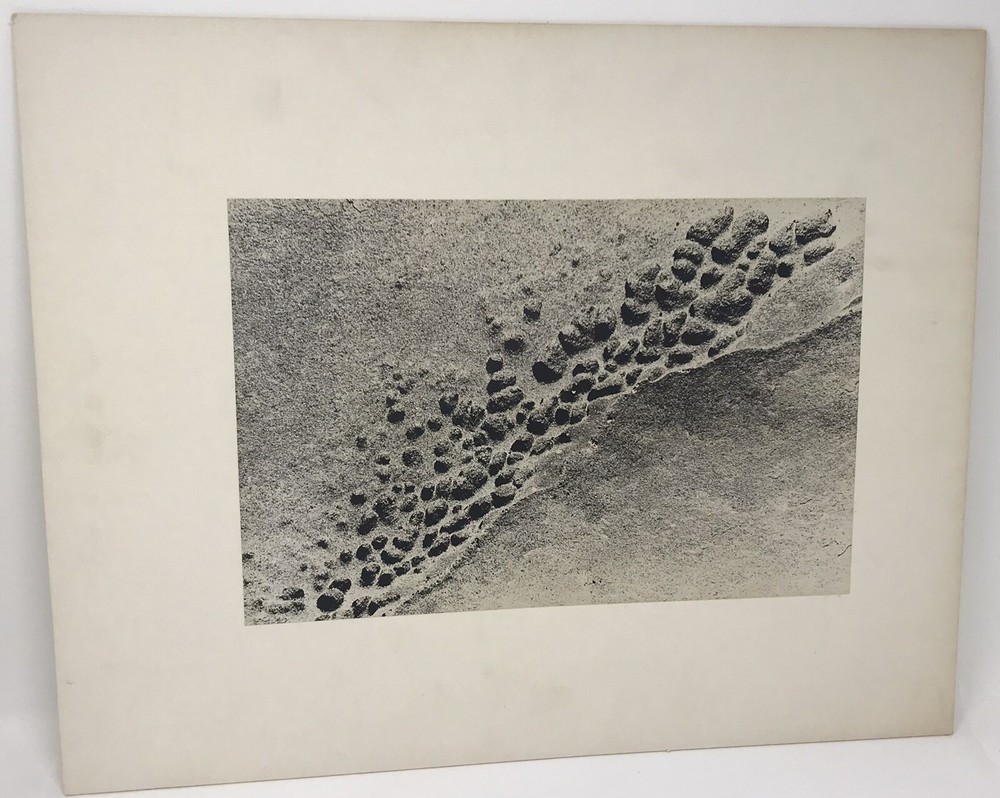 Vintage Matted Black & White Photography Nature 16” x 20” Pacific NW Photo Art