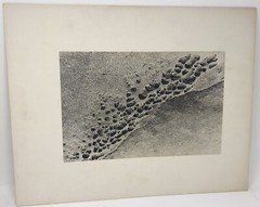 Vintage Matted Black & White Photography Nature 16” x 20” Pacific NW Photo Art