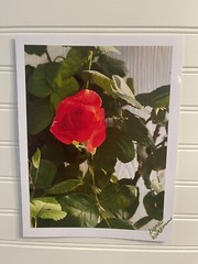 Garden Rose #8 – landscape photograph 8.5×11