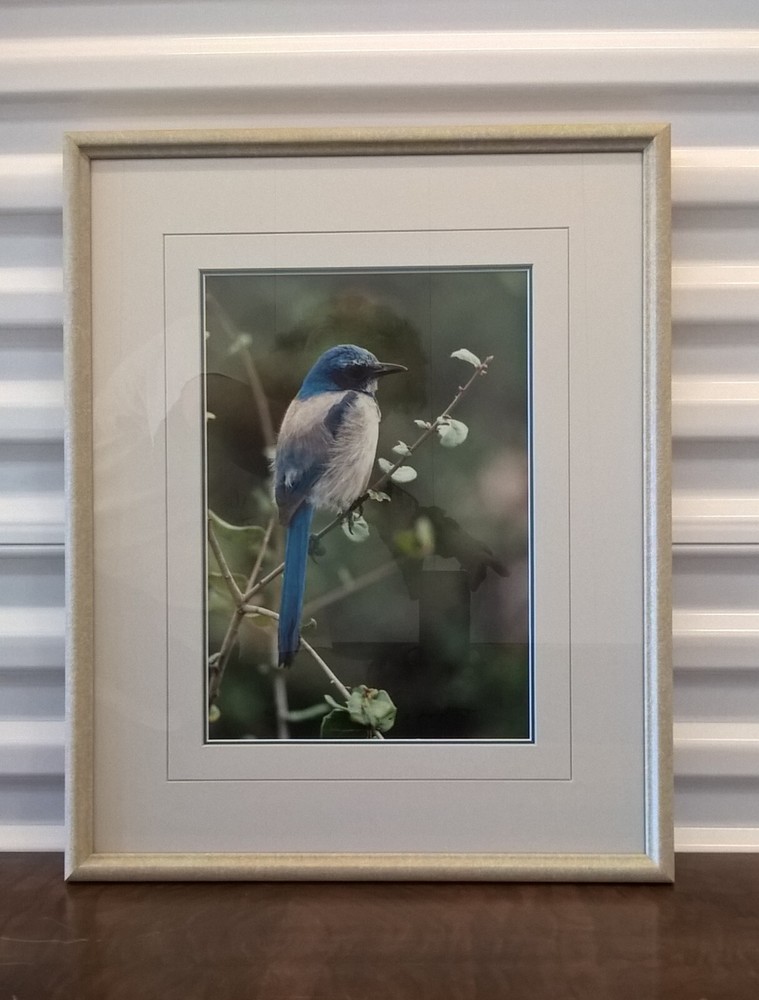Thomas Mangelsen COLOR OF THE SKY SCRUB JAY Framed Signed Photographic Art Print