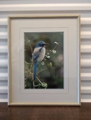Thomas Mangelsen COLOR OF THE SKY SCRUB JAY Framed Signed Photographic Art Print