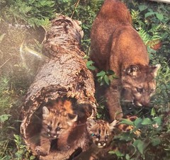 photograph Florida panther her two spotted kittens by John Flower 52 out of 150