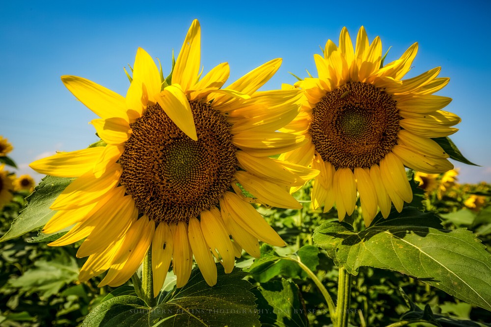 Country Photography Print – Picture of Two Sunflowers in a Field in Kansas