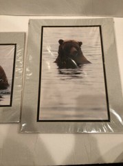 Lot Of 2 11X14” Matted Grizzly Bear Photos By Famous Photographer Wendell Welch