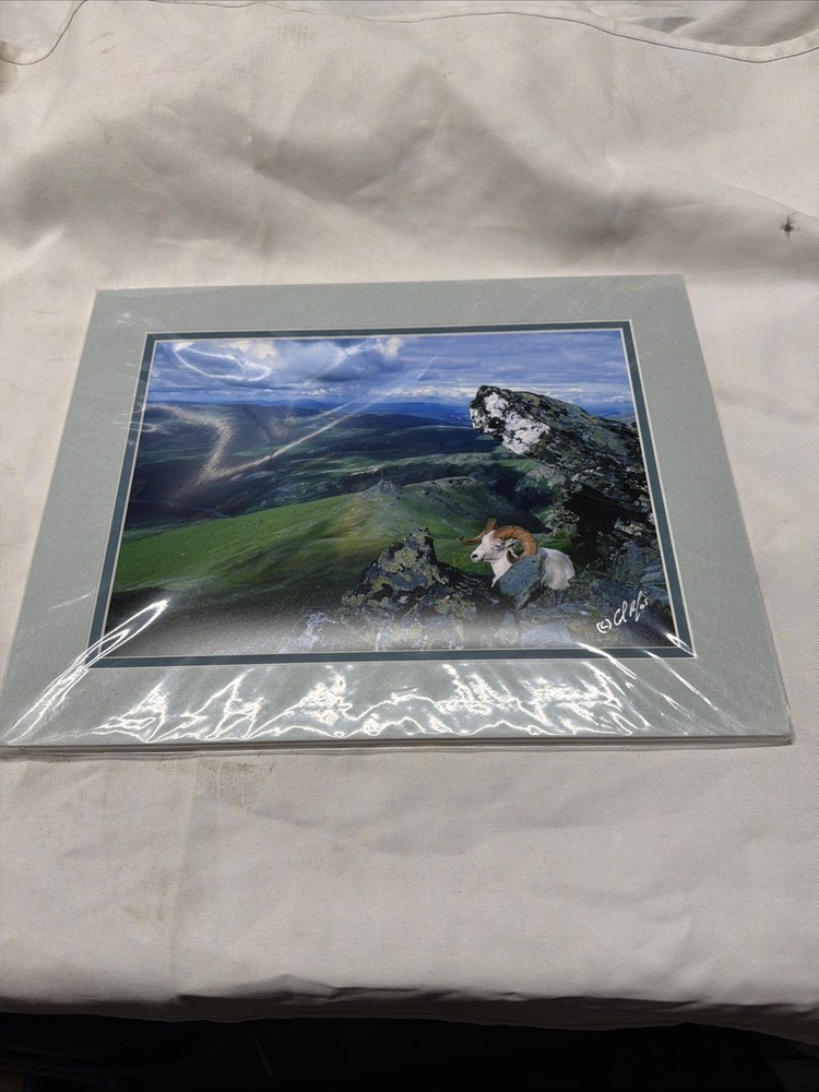 King Of The Alaska Mountains Fall Sheep A Hand Signed Print By Carlos Rojas