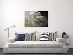 White Iris with Dew Drops Wall Art Print Various Sizes Fine Art Photography