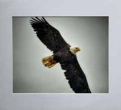 Bald Eagle Wildlife Color Photograph 8 X 10 to Matted Art 11 X 14