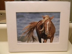Fine Art Photograph Wild Horse LE Print 13 of 250 signed by artist – 8′ x 10′