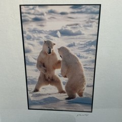 Vintage Photo Jim Stamates Polar Bear Sparring Framed Matted 10.25”x 8 3/8”