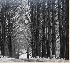 Original CLEMENS KALISCHER ‘Path in the Woods POWNAL VERMONT’ Landscape PHOTO