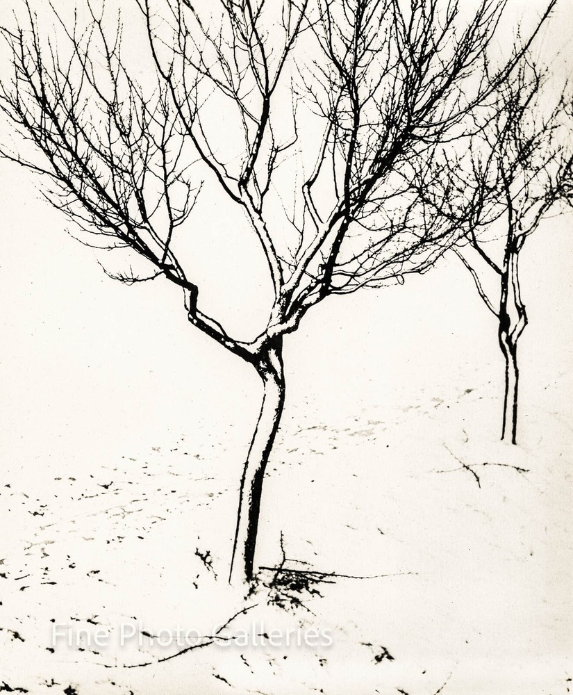 1953 Original JOSEF PROSEK Surreal Winter Trees Czech Large Silver Gelatin Photo