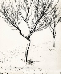 1953 Original JOSEF PROSEK Surreal Winter Trees Czech Large Silver Gelatin Photo