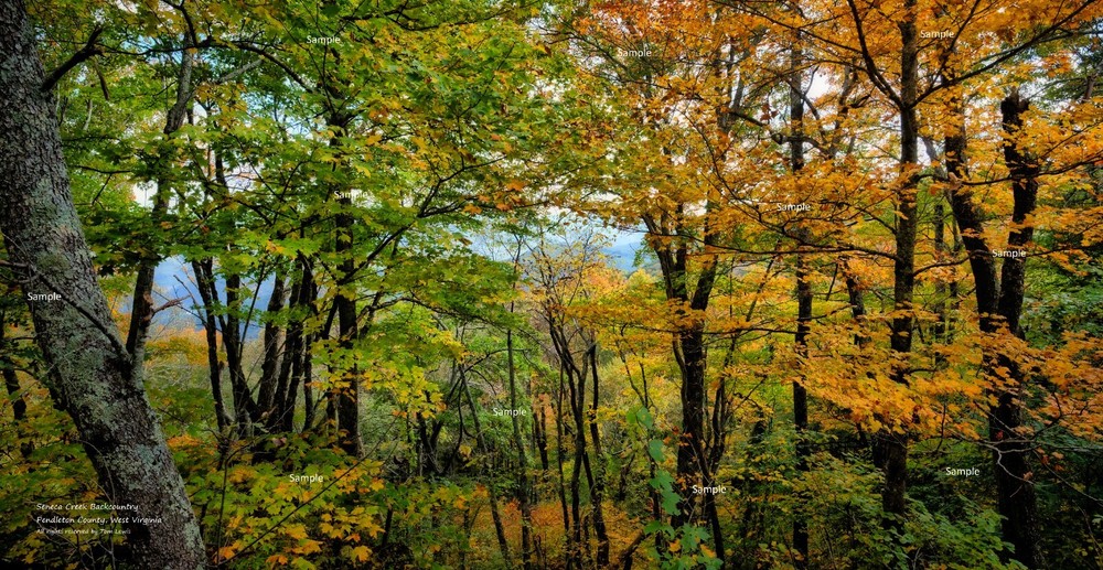 Seneca Creek Backcountry West Virginia #3 Fall Color Photo Poster Print WV01