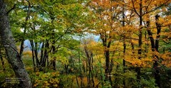 Seneca Creek Backcountry West Virginia #3 Fall Color Photo Poster Print WV01