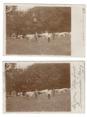 16164- 2 photos * greetings from the summer resort Simmenthal + men, cows 1912