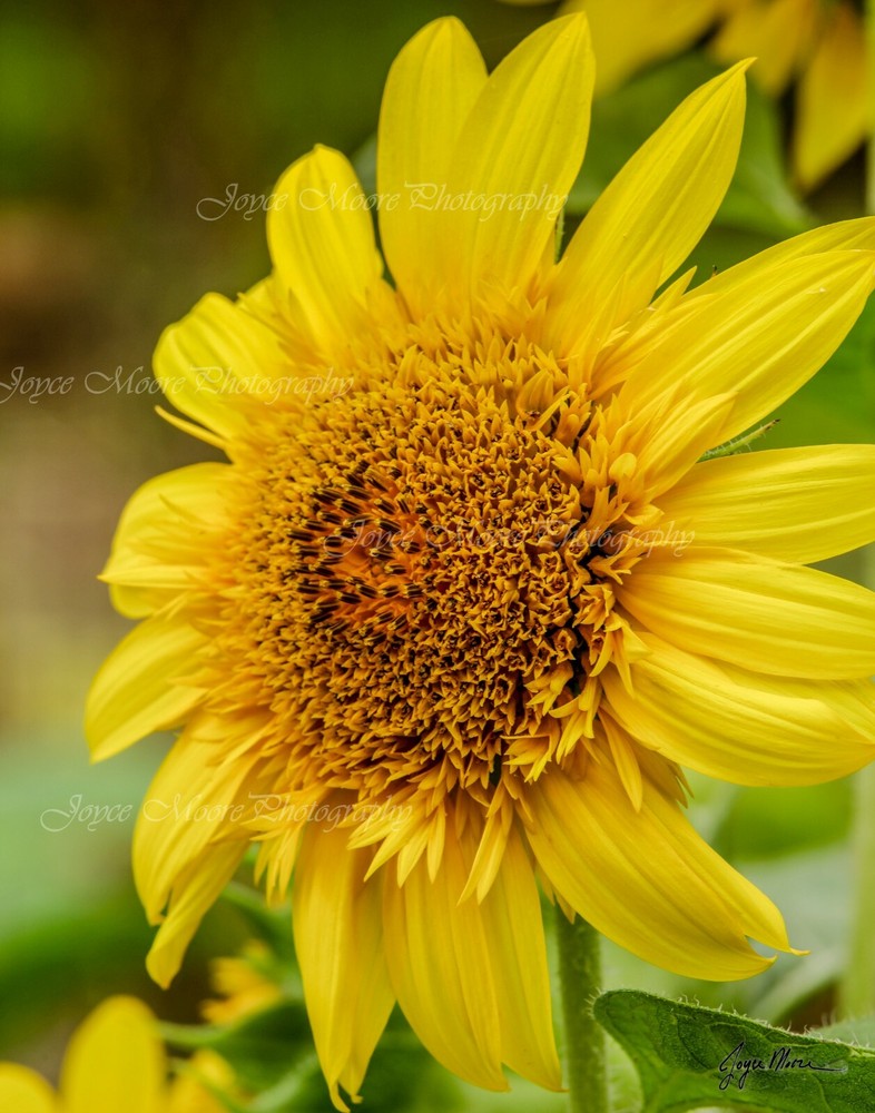 Sunflower Flower Photograph with Canvas Texture on Styrene Board Wall Art 11×14