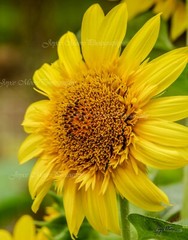 Sunflower Flower Photograph with Canvas Texture on Styrene Board Wall Art 11×14