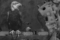 DOMINIC ROUSE Folio – Six Hand-Signed Art Photographs – Surreal Gothic Fantasies