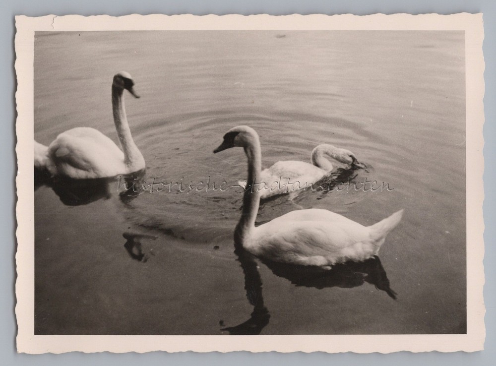 Swans in Water Reflection – Vintage Photo 1950s