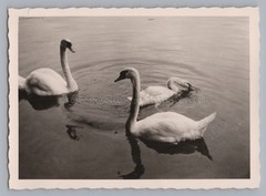 Swans in Water Reflection – Vintage Photo 1950s