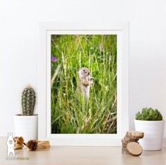 Ground Squirrel – Wildlife Fine Art Photography Prints