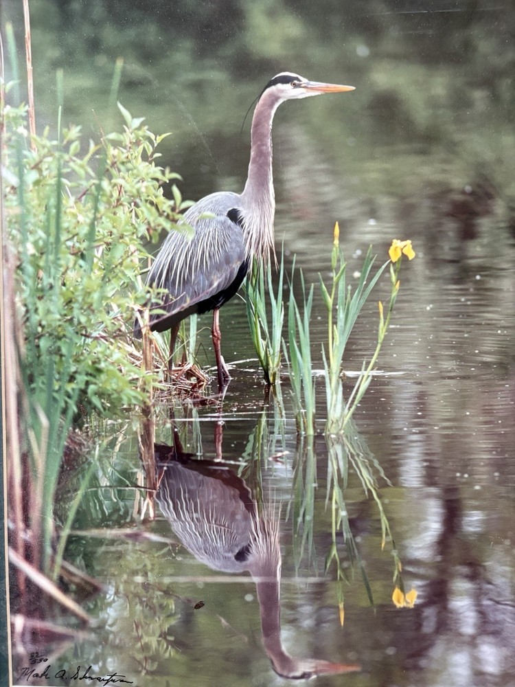 Crane Wildlife Photo Print Art Mark A Schwartznau Ltd Ed /550 Montana Artist