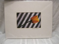Linda Mayes 2004 Yellow Tulip Sway 6X9 matted 14X11 Creative Art Photography