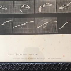 EADWEARD MUYBRIDGE 1887 collotype ANIMAL LOCOMOTION Bird Plates 760 762 Prints