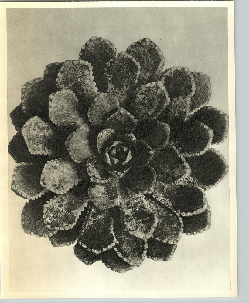 1942 Original BOTANICAL PLANT Saxifraga Flower Photo Art KARL BLOSSFELDT