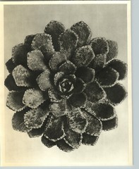 1942 Original BOTANICAL PLANT Saxifraga Flower Photo Art KARL BLOSSFELDT