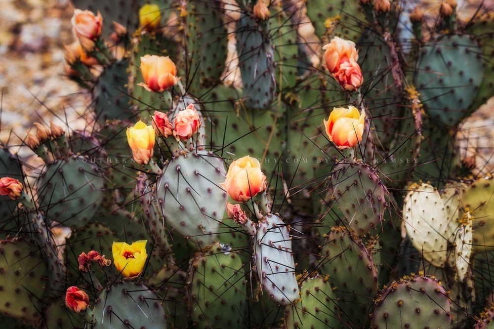 Prickly Pear Cactus Photography Print | Desert Picture | West Texas Wall Art