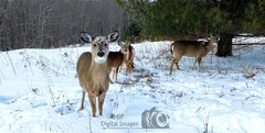 Digital Image Picture Photo Wallpaper Background Desktop Art Deer Catskills NY