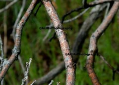 11×14 Inch Print Original Photo Photography Wall Art Landscape abstract Nature S