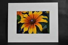 Photograph of Yellow Orange Flower. 4×6 Glossy Photo in 8×10 Matte