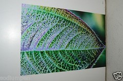 WOW 18″ x 12″ Photo Photograph Print BO BIXLER San Francisco Colorful Plant RARE