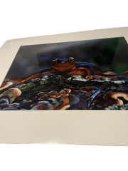 Kevin Fox Newt Salamander Wildlife Photo Print Matte 16×20 Nature Art Signed