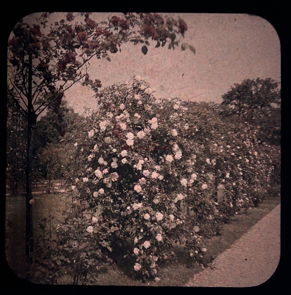 Flowers Roses Garden c1910 Photo Stereo Glasses Autochrome Vintage §fn1