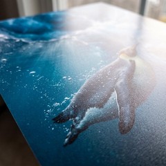 Penguin Under Ice Photo Print 8×10 Luster Wall Art Antarctic Underwater Decor