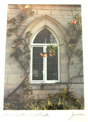 Art Photo Mrs Scott’s Window Roses Scotland Signed Paul C James 5 x 7 inches
