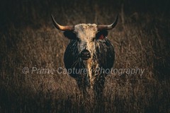 The Stare Of The Steer Photography Print Cattle Rustic Farm Golden Hour