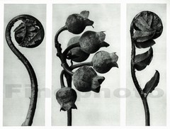 1929 Original Vintage BOTANICAL PLANT Abstract Germany Photo Art KARL BLOSSFELDT