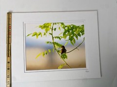 Photograph RUFOUS HUMMINGBIRD AT SUNRISE Double matted Limited Edition 7/250 COA