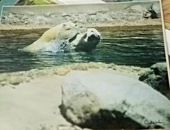 Polar Bears Playing-Don Urban Original Nature Photography-12″ X 16″
