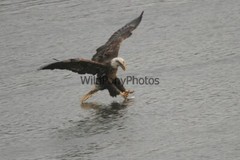 Eagle Photo 1, Pick One Image – Various Sizes