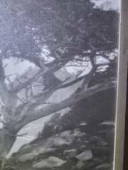 Leopold Hugo Signed Monterey Coast Cyprus Photograph