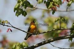 Prothonotory Warbler Photo, Pick One Image – Various Sizes