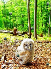 Photo Digital Wallpaper Image Picture -Background animal owl nature- forest bird